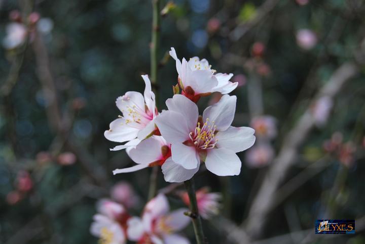 fiori di pesco.JPG